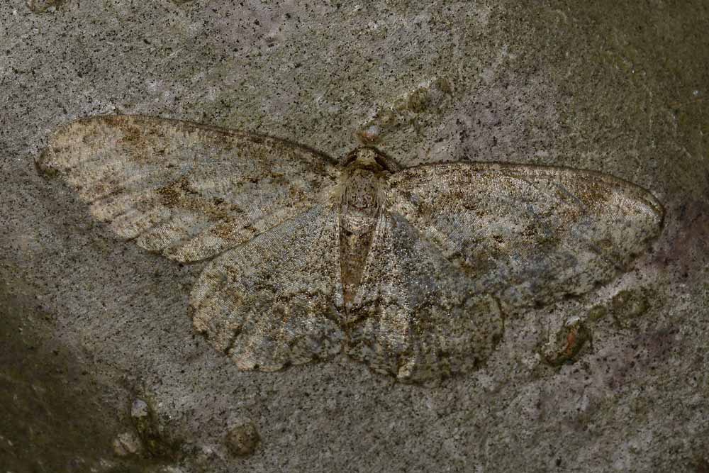 Geometridae:  Ectropis crepuscularia
